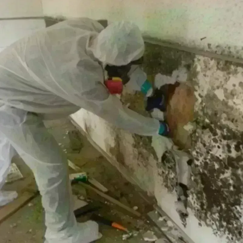 Mold Remediation and Removal in Mayo, SC